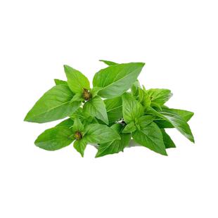 YIKECAI九层塔250g 新鲜金不换鱼香草三杯鸡冬阴功材料香料