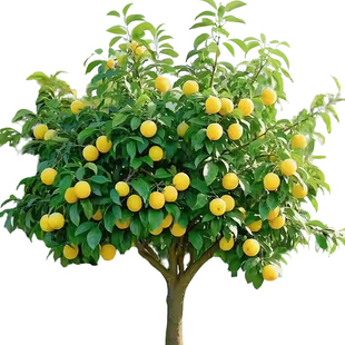 蜂糖李子树苗正宗新品种特大脱骨南北方种植嫁接庭院盆栽当年结果