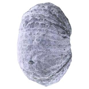 蜜黑二号南瓜种子疙瘩南瓜菜园磨盘南瓜籽观赏春夏秋冬菜籽甜糯