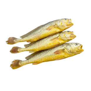 今夜现捕半野生大黄鱼海鲜水产鲜活黄花鱼鲜活海鱼1斤/条   三条