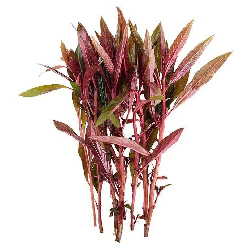 淡水/有茎类/中后景红色水草