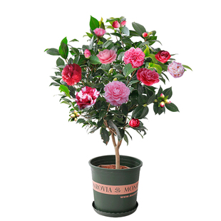 茶花树苗四季香妃开花卉盆栽易活山茶花带花苞花苗浓香型好养耐寒