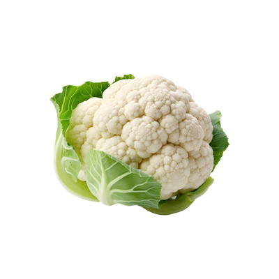 花菜秧苗带土花椰菜秧苗山东寿光60天白花菜耐寒松花青梗菜花苗