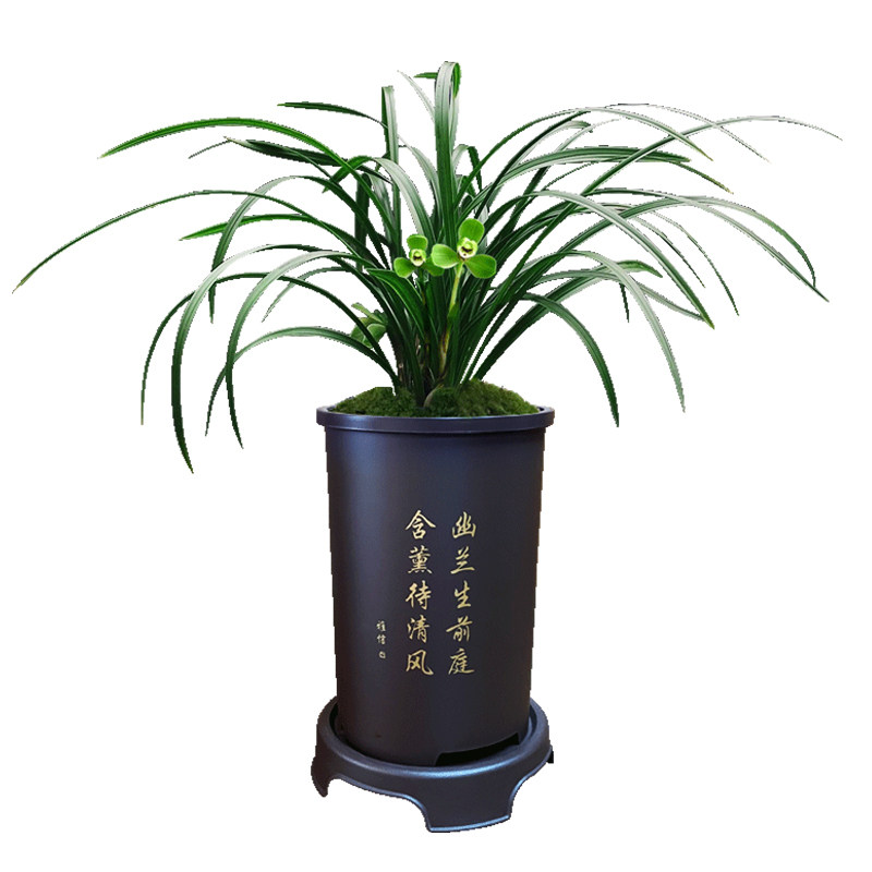 刘阁兰花苗四大天王集合秒杀