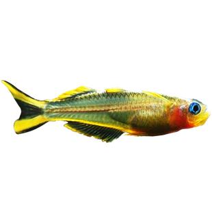 灯科鱼合集宝莲灯红绿灯斑马活体观赏鱼热带鱼活体 小型