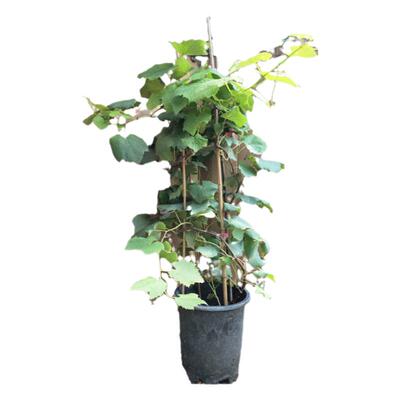 红富士葡萄苗夏黑阳光玫瑰葡萄