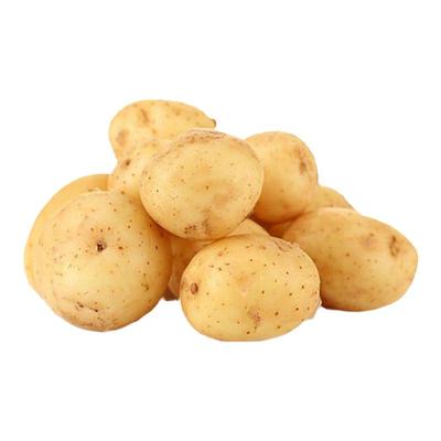 土豆黄皮种子种子寿禾