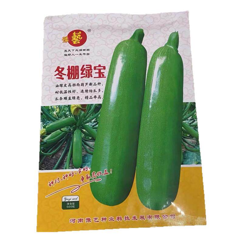 冬棚绿宝西葫芦种子 早春越冬抗病毒绿油亮高产角瓜种子