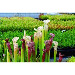 多种瓶子草食虫草捕蝇草猪笼草茅膏菜组合拼盘盆栽食人花大嘴超大