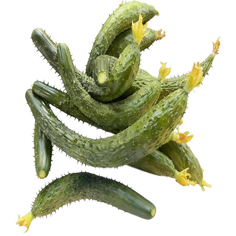 新鲜黄瓜扭拇指粗细黄瓜腌制用瓜