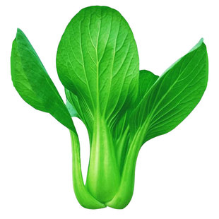 上海青种子蔬菜种籽鸡毛菜青菜小白菜四季耐寒油菜种子 春秋冬季