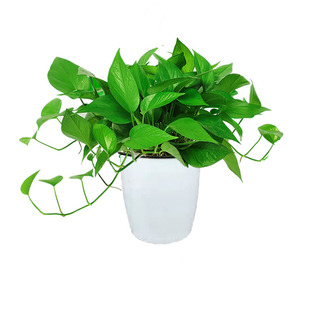绿萝盆栽室内家有自吸水办公室绿植客厅净化空气自吸水大绿箩植物