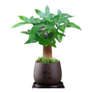 发财树小盆栽室内植物水培客厅桌面摆件新款花卉绿植盆景好养易活