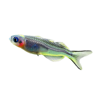 霓虹燕子鱼热带观赏鱼小型灯科鱼草缸灯鱼群游新郎官活体宠物鱼