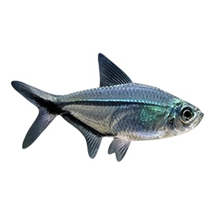 黑尾大勾黑尾旗热带鱼观赏鱼草缸群游鱼小型鱼活体鱼包活黑尾灯鱼