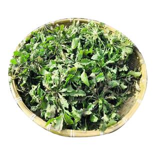 现挖荠菜正宗秦岭农家蔬菜香荠荠菜地丁野菜新鲜整箱4斤包邮鲜嫩