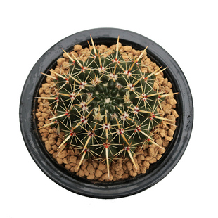 实生狮子王仙人球 大颗多肉植物仙人掌 硬刺开花北欧阳台庭院盆栽