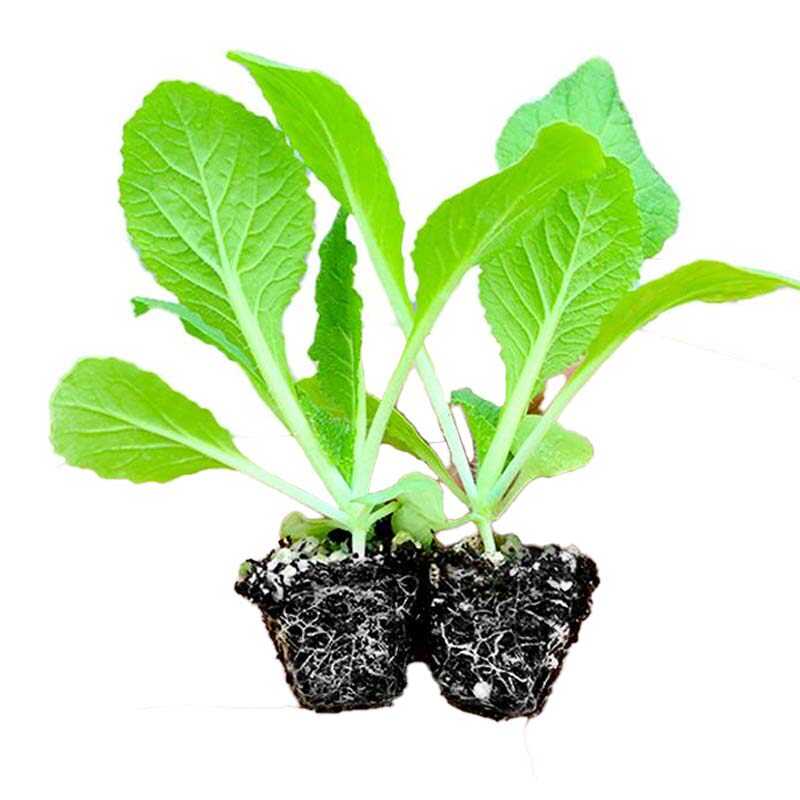 寿光黄心大白菜苗秧苗四季娃娃菜秧苗小圆奶油白菜种植蔬菜苗阳台