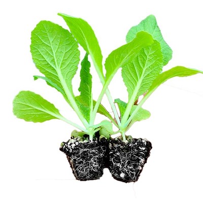 黄心大白菜苗娃娃菜苗带土包成活