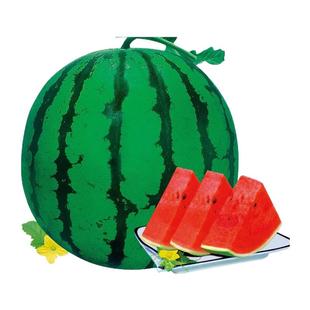 蔬菜种子四季小香葱大叶香菜播阳台盆栽种植辣椒番茄秋种籽子大全