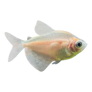 白衣天使鱼彩裙鱼七彩糖果小型热带鱼淡水好养耐活群游孔雀观赏鱼