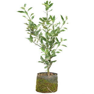 脆蜜金柑苗小金桔树 盆栽 果树脆皮金桔苗 金桔树可食用 当年结果