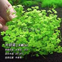 A comprehensive collection of aquatic plants: Blood-red court lilacs, mini ground-lying dwarf pearl chili banyan, Dutch scenery, and underwater leaf grass tank landscaping thumbnail 7