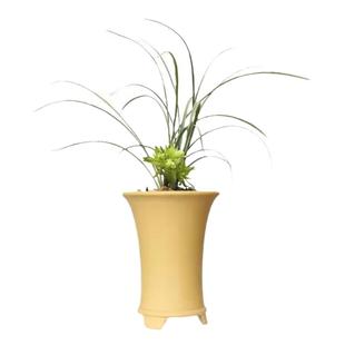 兰花苗浓香型室内带花苞发货各种名贵春兰系列细叶精品奇花余蝴蝶