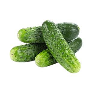 黄瓜种子夏秋季易播种优种高产发芽率高阳台盆栽庭院蔬菜种籽大全