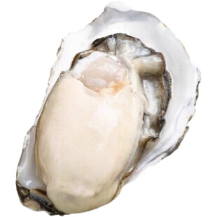 乳山野生生蚝鲜活10斤一箱保肥包邮特大带壳牡蛎即食海蛎威海海鲜