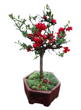 海棠花盆栽花卉植物室内花四季海棠树苗盆景树桩好养的花四季开