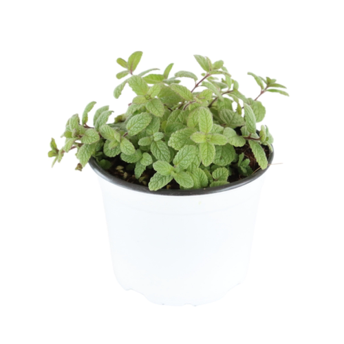 凤梨薄荷可食用多年生香草植物盆栽克拉香草泡水调饮料口感温和