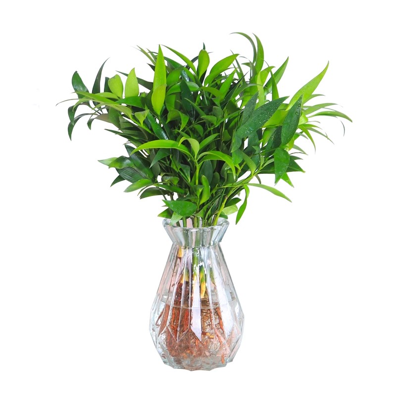 驱蚊竹柏水培植物室内水养绿植花卉盆栽办公室桌面四季常青好养活