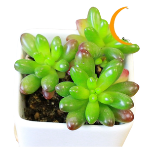 虹之玉 多肉植物小盆栽肉肉花卉绿植奇趣植物