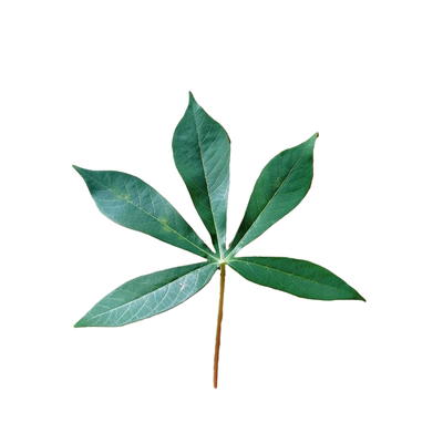 广西食用木薯种耐旱抗病高产苗