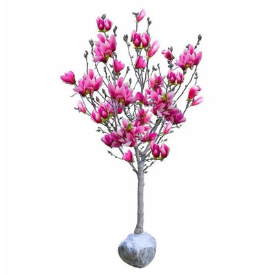 紫玉兰树苗红玉兰白玉兰树苗绿化树苗风景树苗景观紫玉兰树苗种植