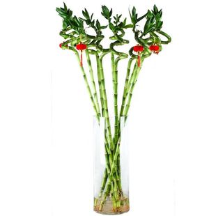 富贵竹转运竹水培带根绿植节节高土培水竹客厅招财净化除甲醛盆栽