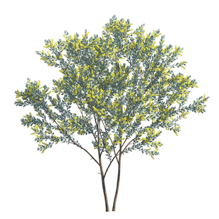 银叶金合欢树苗盆栽庭院别墅四季常青耐寒耐热风景绿化苗易养活