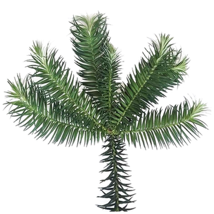 四川杉木皮叶根枝条500g 塔沙树叶 针杉树叶树食用针树沙一斤包邮