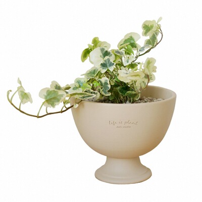 雪莹常青藤温柔甜美系藤蔓植物