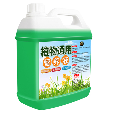 营养液植物通用型室内盆栽