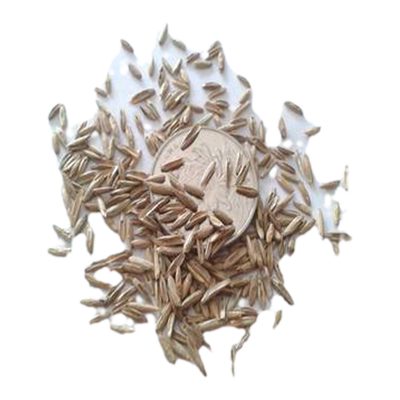 牧草进口猪牛羊抗寒冬牧70黑麦草