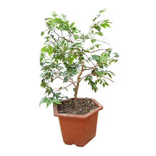 嘉宝果苗树四季树葡萄苗果树阳台庭院南北盆栽地栽红妃沙巴艾斯卡