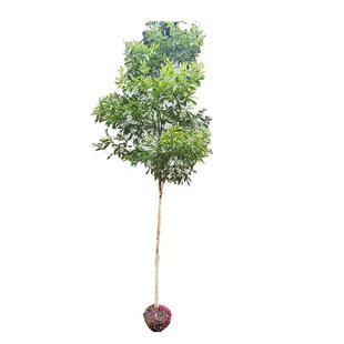 金丝楠木树苗正宗四川庭院稀有珍贵盆栽小叶桢楠赤楠金丝楠木大树