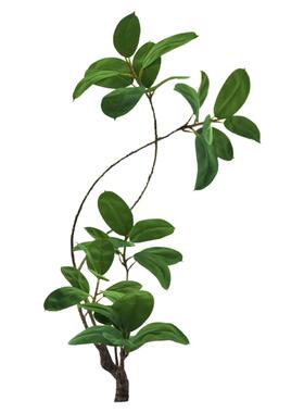 室内沙发电视柜绿植黑金刚橡皮树