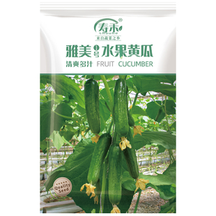 高产水果黄瓜种子苗夏季菜苗小青瓜种籽本地四季盆栽秧秧苗孑黄爪
