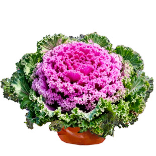 四季观赏食用粉羽衣甘蓝苗盆栽地栽秧老桩粉绿紫雨衣甘蓝苗菜苗