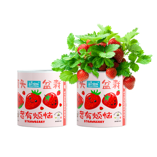 IAM园艺 罐头植物桌面小盆栽含羞草番茄向日葵草莓种子儿童种植