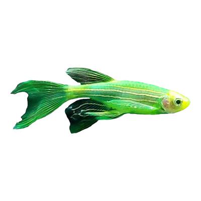 长尾蝶翼斑马鱼斑马鱼淡水蝶翼蝶