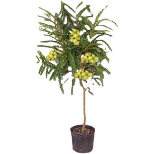 油柑树苗嫁接 庭院盆栽 余柑果树苗 耐寒牛柑子苗树南方地栽种植